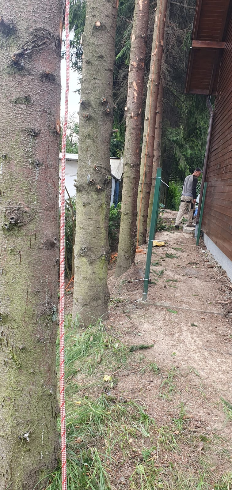 Pielęgnacja drzew - praca 5